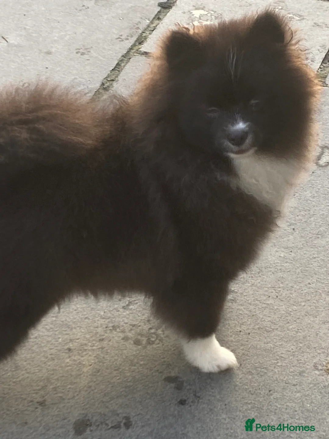 Pomeranian dogs for sale: Adorable fluffy pom puppies - Advert 19