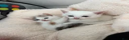 Domestic Shorthair cats for sale: Two Kittens Ready Now ❤️ in Pontypridd - Advert 1