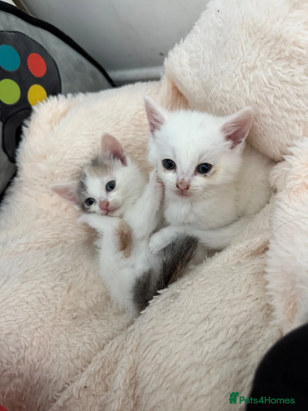 Domestic Shorthair cats for sale: Two Kittens Ready Now ❤️ in Pontypridd - Advert 1