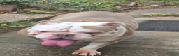 Olde English Bulldogge dogs for sale: 5 year old female  - Advert 2