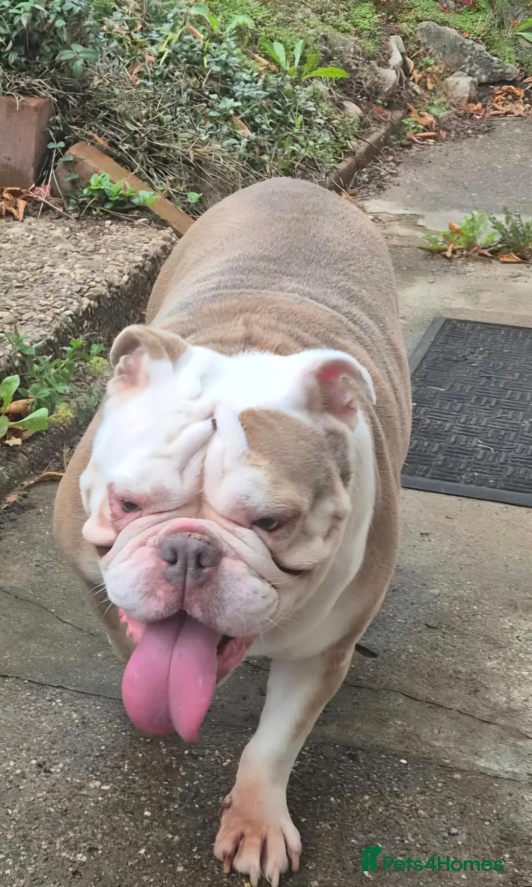 Olde English Bulldogge dogs for sale: 5 year old female  - Advert 2