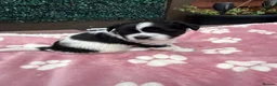 Maltipoo dogs for sale: Beautiful Maltipoo Puppies – Daisy & Ruby - Advert 4
