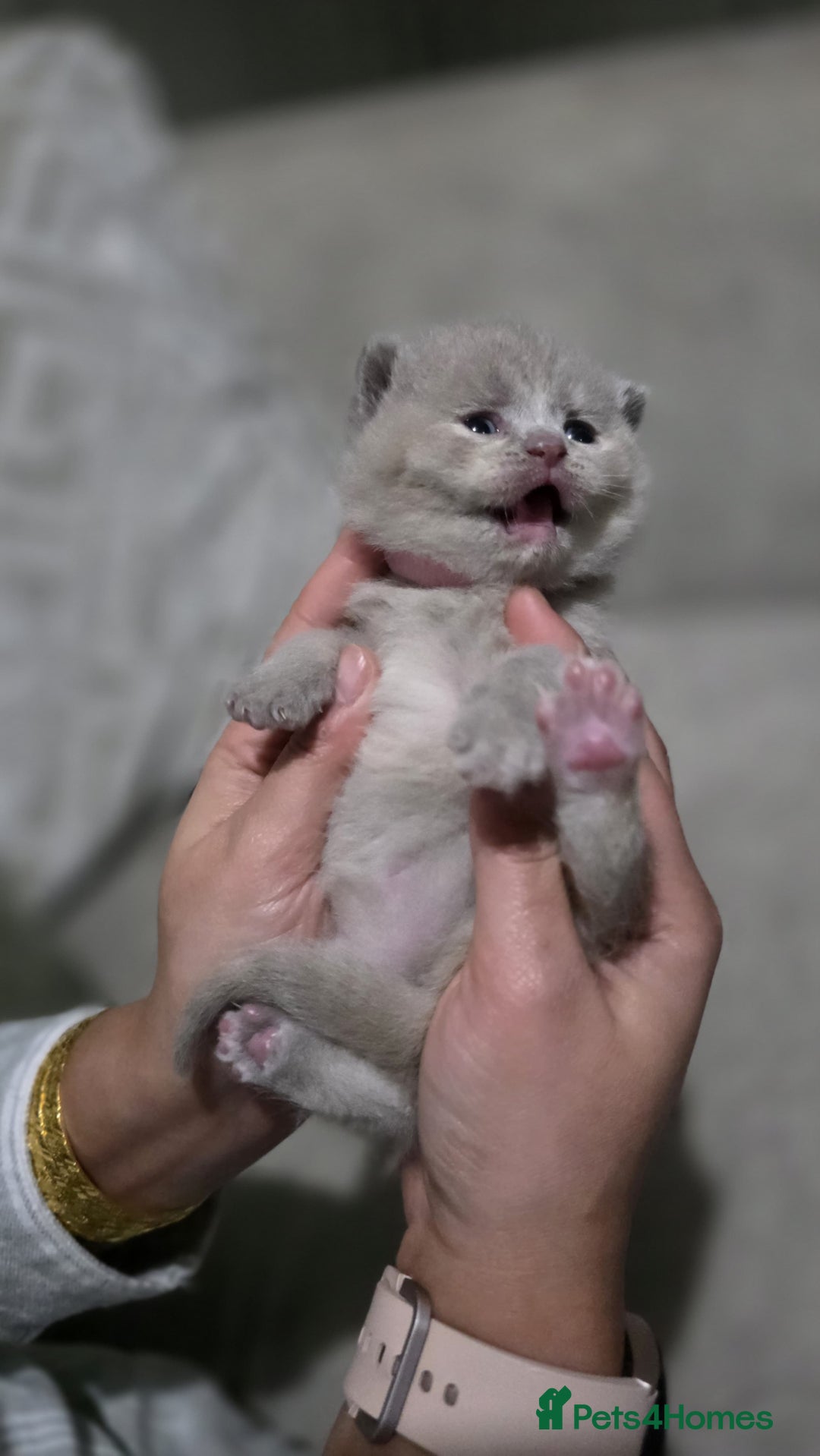 British Shorthair cats for sale: ** LAST ONE LEFT BLUE MALE British Shorthair ** - Advert 39