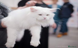 Maine Coon cats for sale: Chunky and outstanding bloodlines  in Benfleet - Image 6