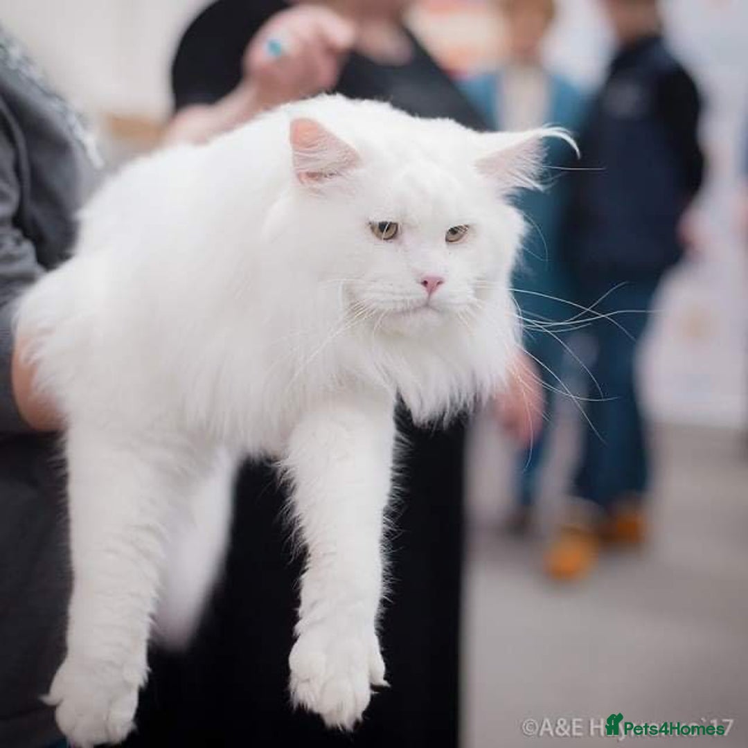 Maine Coon cats for sale: Chunky and outstanding bloodlines  in Benfleet - Image 6
