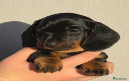Miniature Dachshund dogs for sale: Outstanding Litter KC Reg Health Tested Parents - Image 12