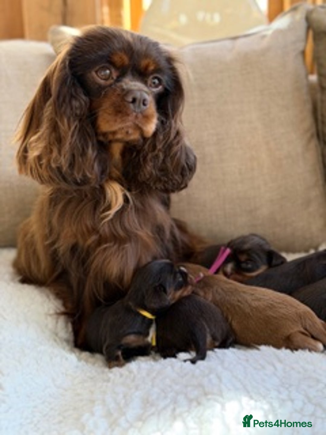 Cavalier King Charles Spaniel dogs for sale: Chocolate and tan Cavalier king charles - Advert 2