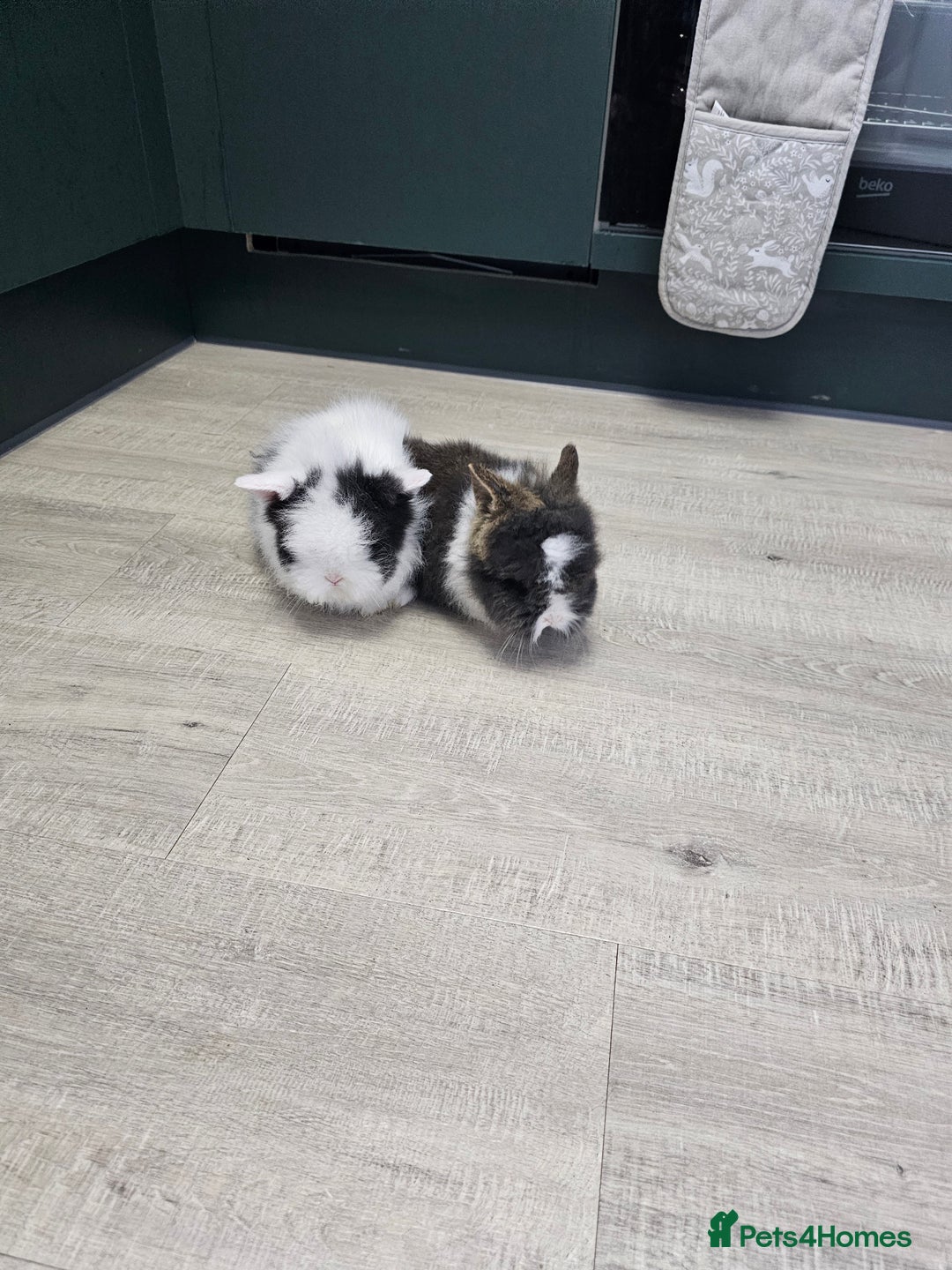 Lionhead rabbits for sale: Mini Lionhead Rabbits for Sale - Advert 2