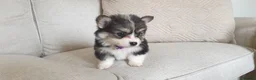 Welsh Corgi Pembroke dogs for sale: 8 Beautiful Kc Welsh Corgi puppies ready soon... - Advert 22