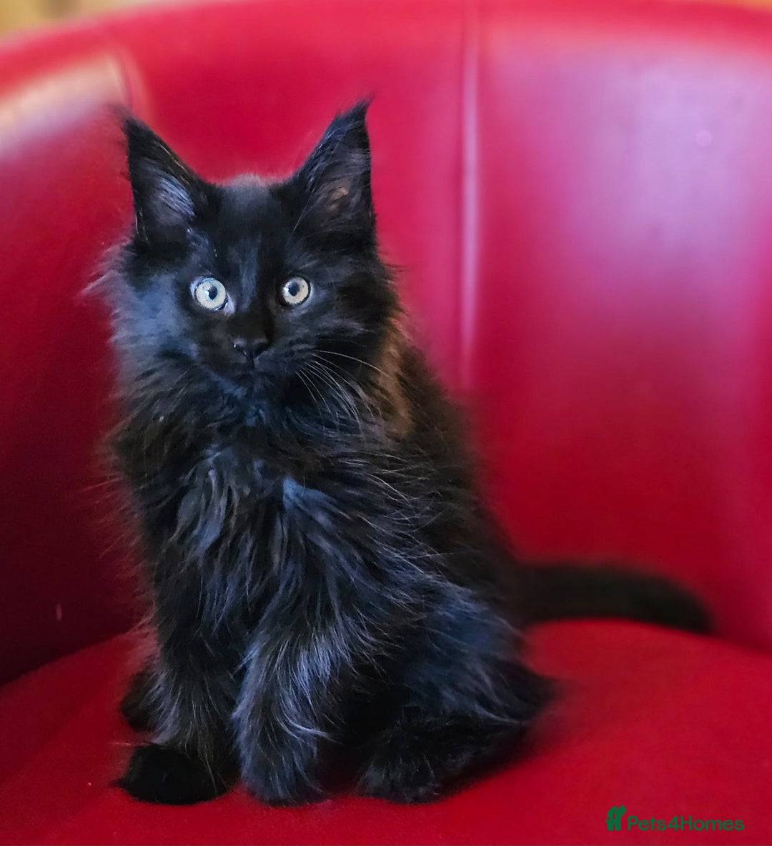 Maine Coon cats for sale: Beautiful Maine Coons kittens - Advert 13