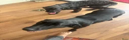 Labrador Retriever dogs for sale: Kc Labrador  - Advert 5