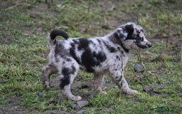 Borador dogs for sale: Labrador x Collie puppies - Image 6