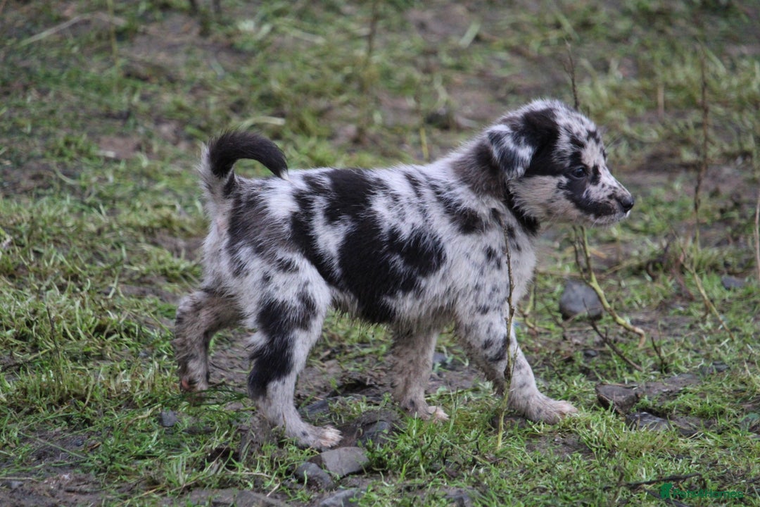 Borador dogs for sale: Labrador x Collie puppies - Image 6