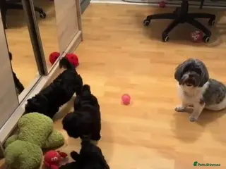 Shihpoo dogs Shihpoo puppies - Advert 1