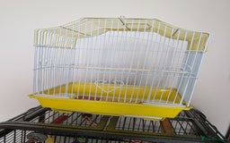 Cockatiels birds for sale: Cockatiel female 3 yrs old. Prefers out of cage. - Image 9