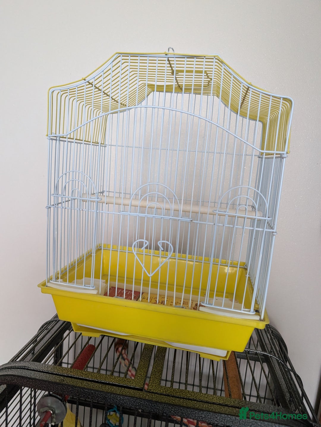 Cockatiels birds for sale: Cockatiel female 3 yrs old. Prefers out of cage. - Image 9
