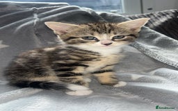 Mixed Breed cats for sale: kittens ready for reservation  - Image 3