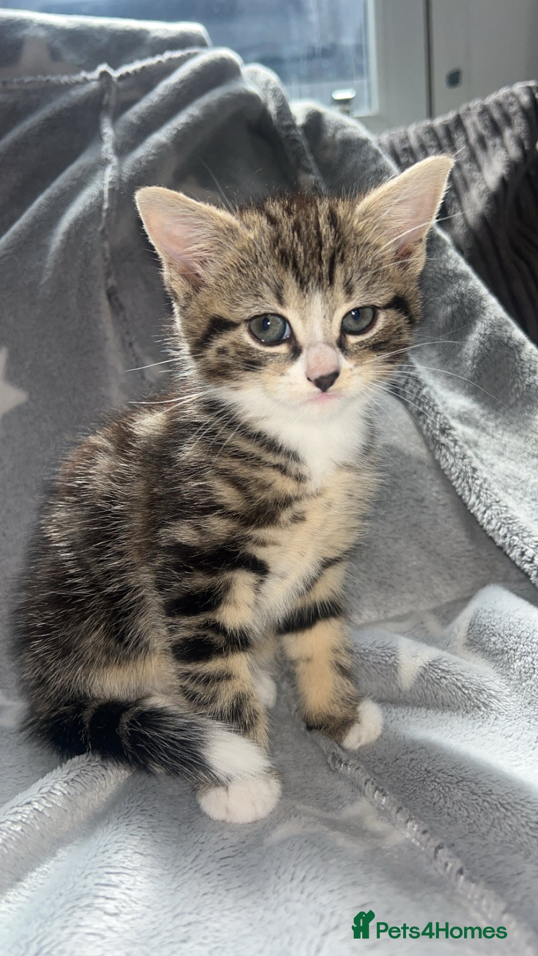 Mixed Breed cats for sale: kittens ready for reservation  - Image 3