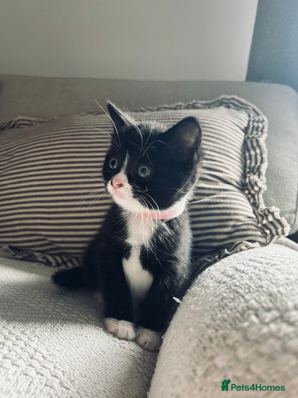 Mixed Breed cats Mixed breed kittens for sale - Advert 1