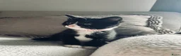 Mixed Breed cats for sale: Mixed breed kittens for sale in Stourbridge - Advert 1