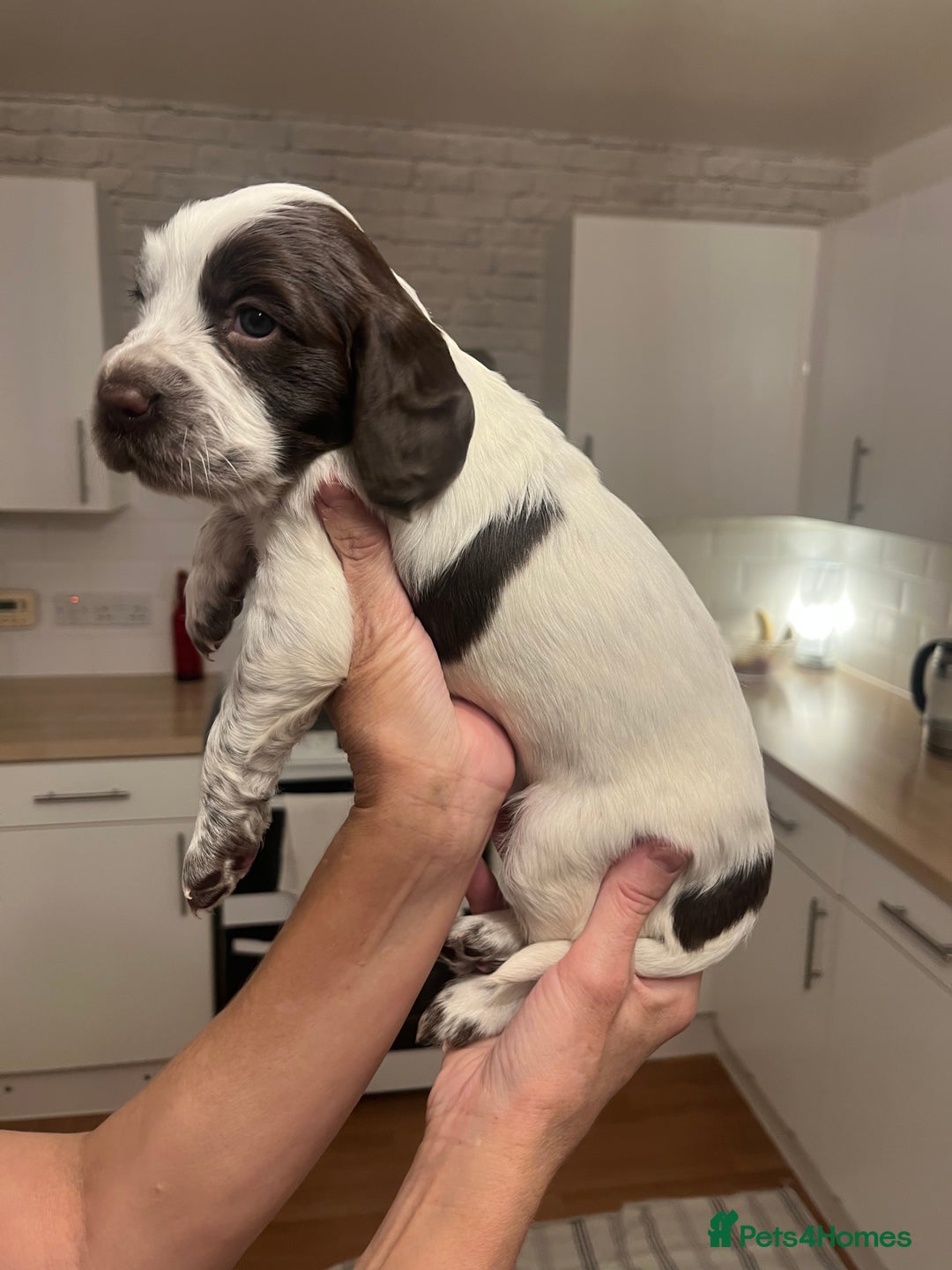 Cocker Spaniel dogs for sale: BEAUTIFUL COCKER SPANIEL PUPS - Advert 19