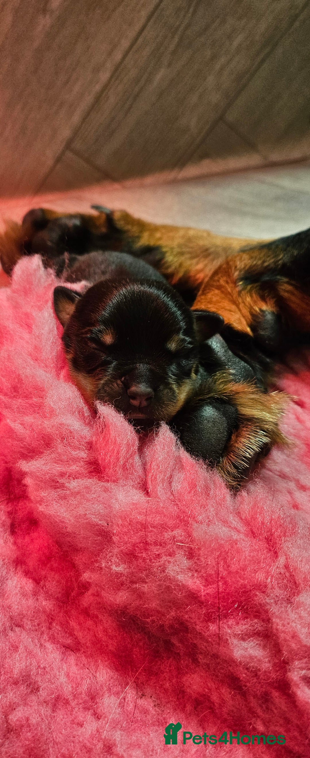 Rottweiler dogs for sale: Suberbly bred pedigree rottweiler puppies  - Advert 2