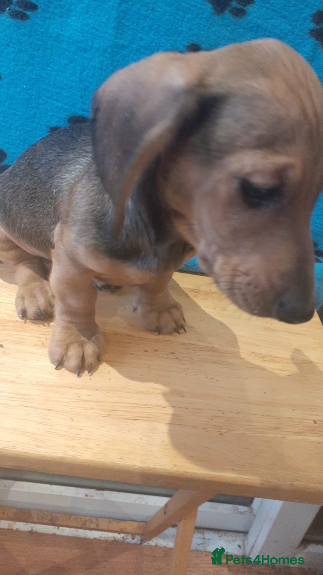 Miniature Dachshund dogs for sale: Gorgeous Miniature dachshund ready now - Advert 9