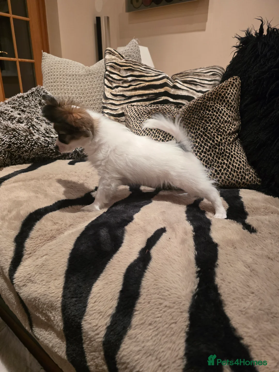 Papillon dogs for sale: ROYAL KENNEL CLUB registered,  DNA tested perents  - Advert 15