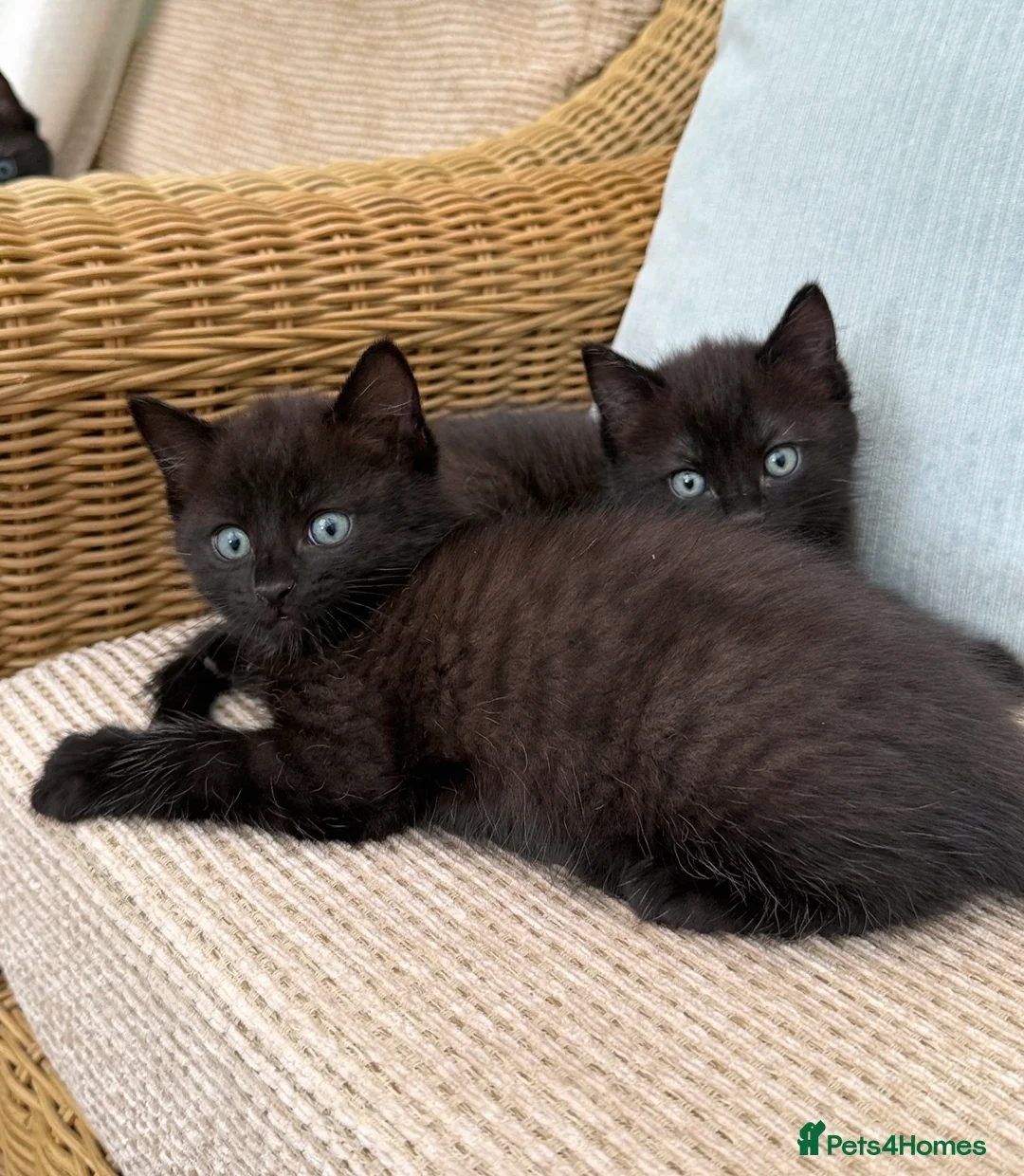Mixed Breed cats for sale: Ragdoll cross kitten  - Advert 2