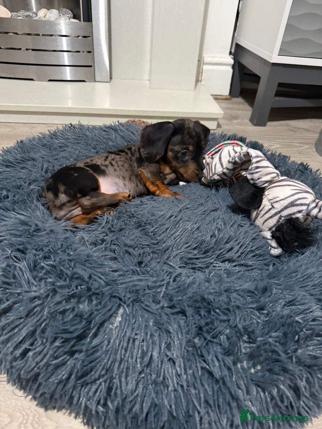 Miniature Dachshund dogs for sale: 8 Week Old Miniature Dachshund Puppies  - Advert 26