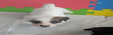 Puppy 4