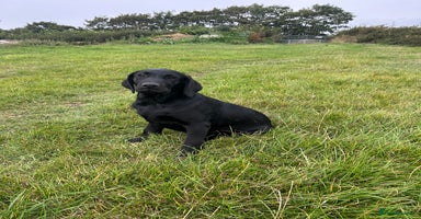 Labrador Retriever dogs - Advert 8