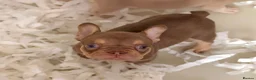 French Bulldog dogs for sale: 🐾 6 Beautiful KC Registered French Bulldog Puppys - Advert 7