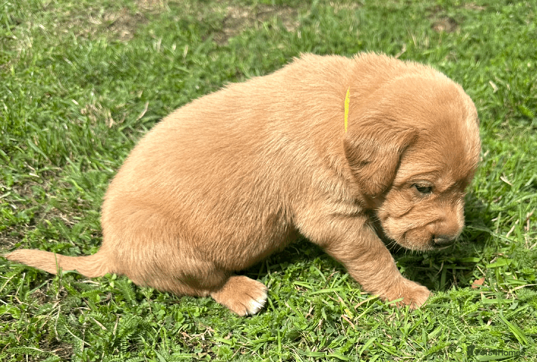 Labradoodle dogs for sale: Gorgeous F1b Labradoodle Puppies for loving homes. - Image 21
