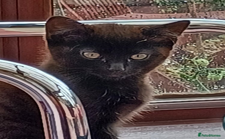 Mixed Breed cats - Advert 18