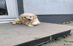 Golden Retriever dogs for sale: 💛Sweet Golden Retriever Girl remaining!💛 - Image 34