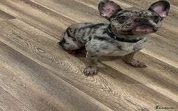 French Bulldog dogs for sale: Merle French bulldog  - Image 1