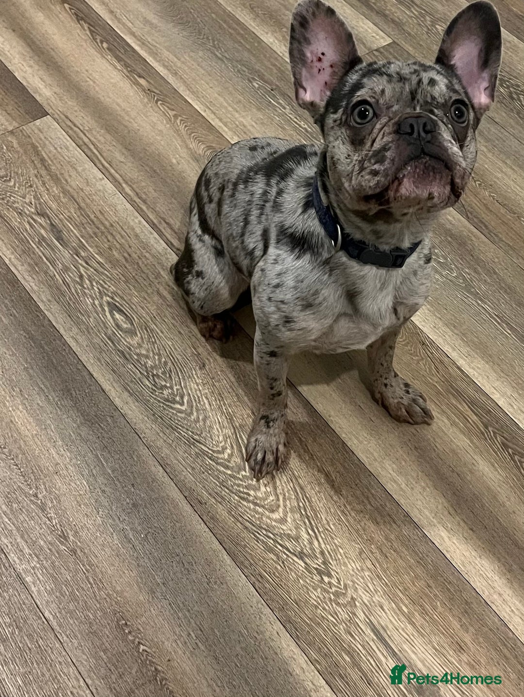 French Bulldog dogs for sale: Merle French bulldog  - Image 1
