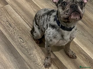 French Bulldog dogs - Advert 5
