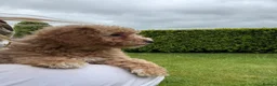 Cockapoo dogs for sale: Cockapoo Puppies – Ready Now - Advert 4