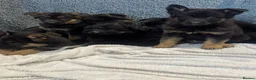 German Shepherd dogs for sale: German shepherd pups  - Advert 4