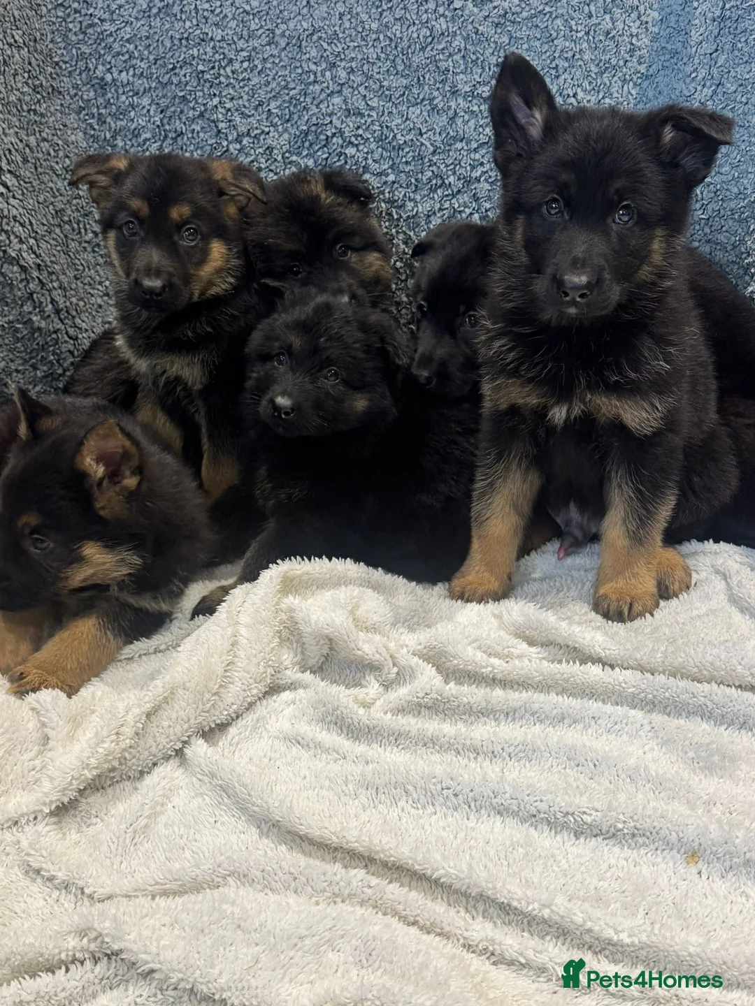 German Shepherd dogs for sale: German shepherd pups  - Advert 4
