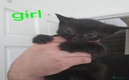 Mixed Breed cats for sale: 4 stunning kittens looking for there forever home  - Image 3
