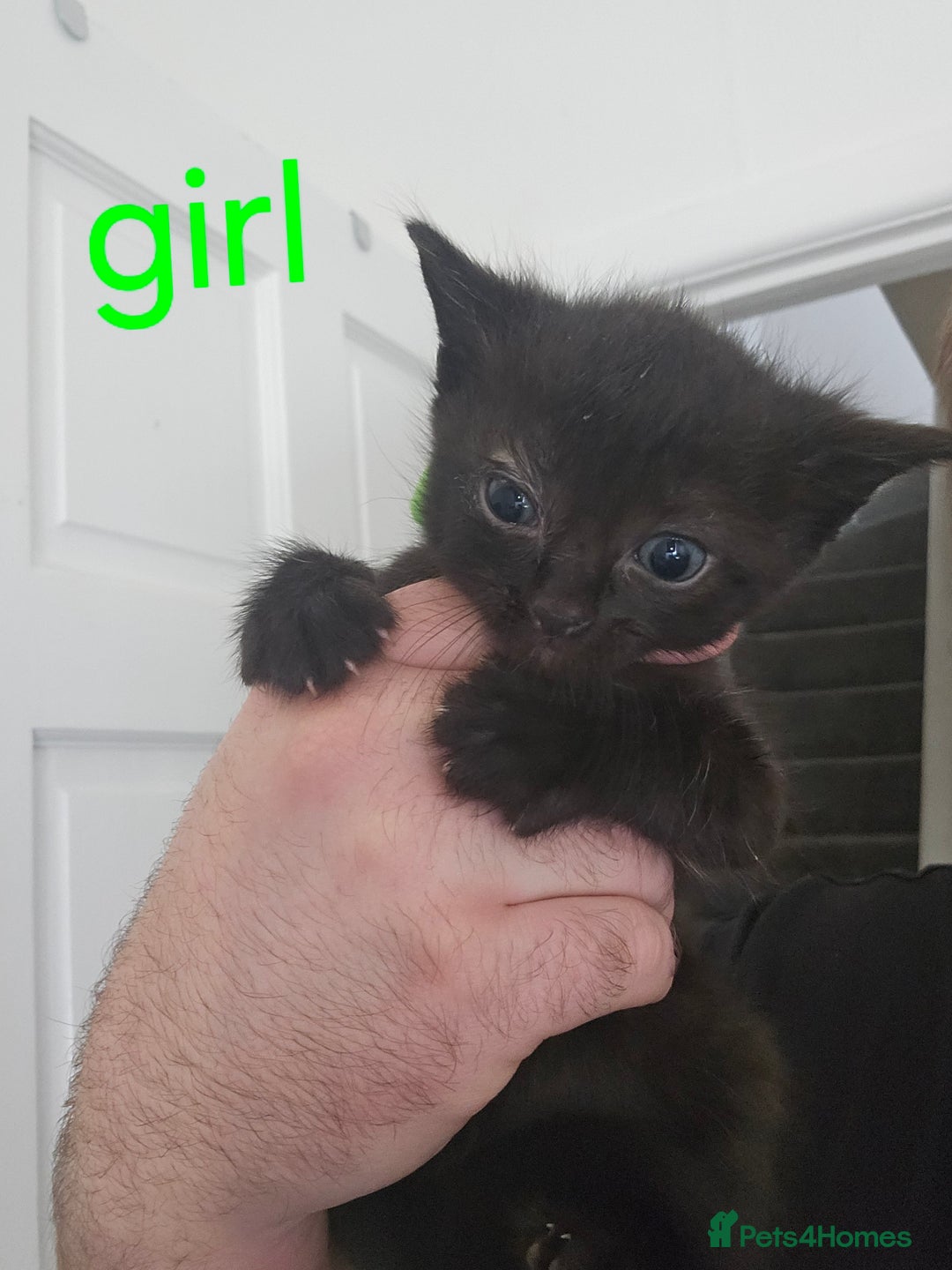 Mixed Breed cats for sale: 4 stunning kittens looking for there forever home  - Image 3