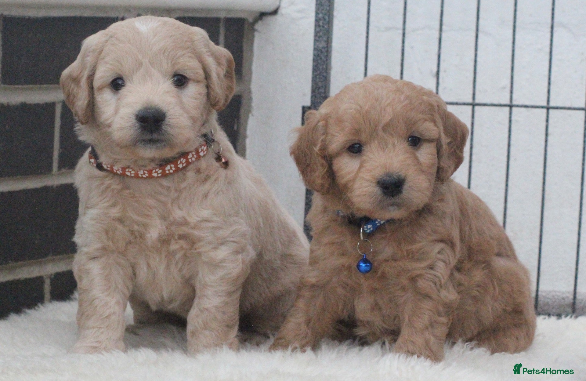 Mini Goldendoodle dogs Beautiful F1 Goldendoodles - Advert 1