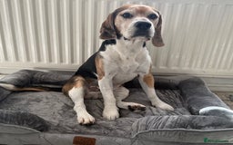 Beagle dogs for sale: Beagle puppies - Image 15