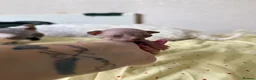 Sphynx cats for sale: 💎 Sphynx Kittens 2 Boys & 1 Girl Available 💎 - Advert 22