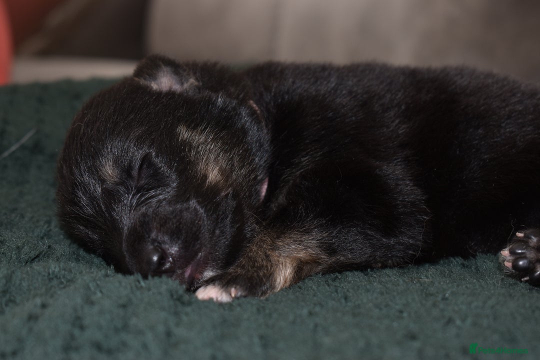 Shepsky dogs for sale: German shepherd x husky puppies - Image 15