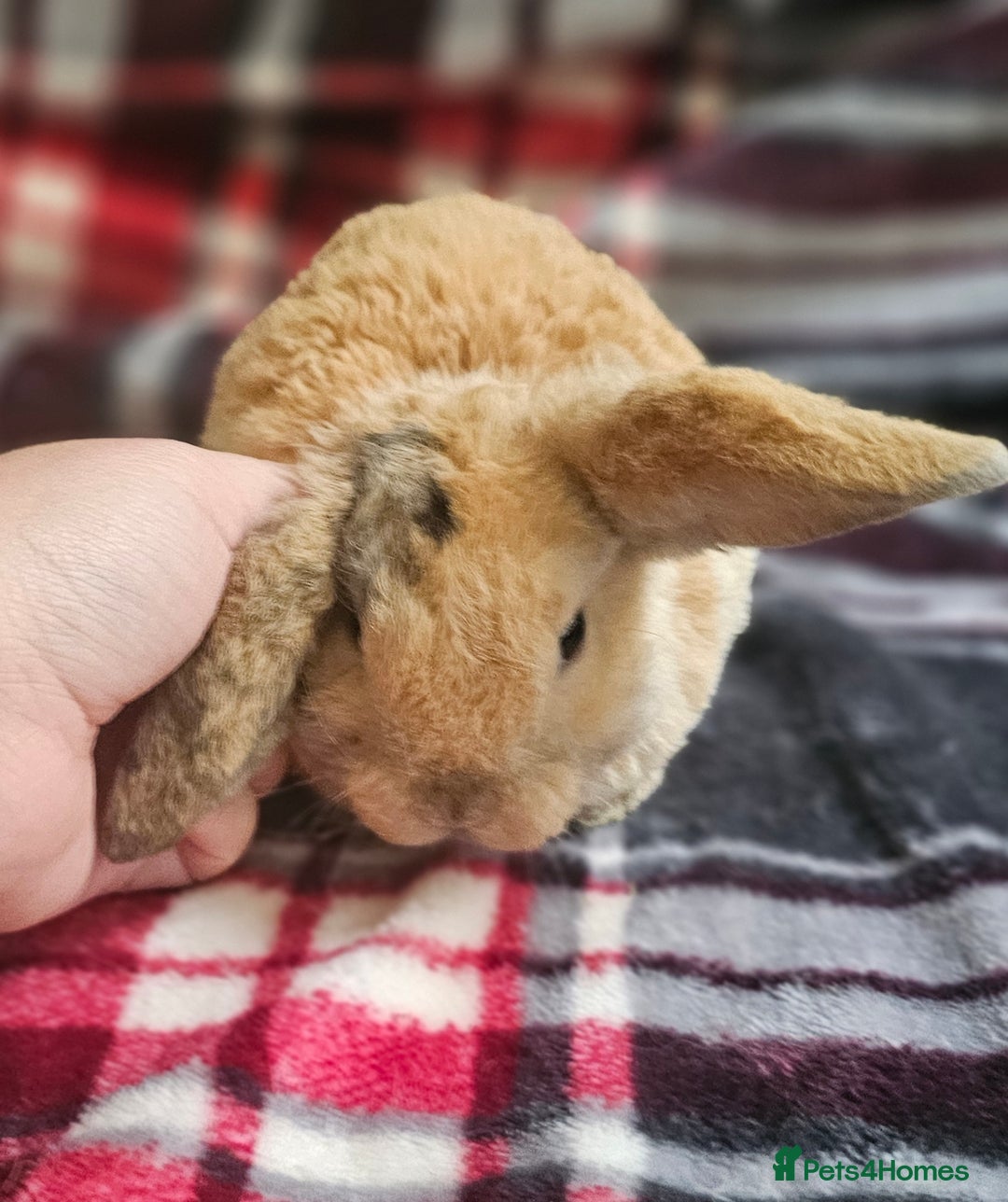 Mini Lop rabbits for sale: MINI PLUSH LOP - LAST BABY TO RESERVE - Image 9