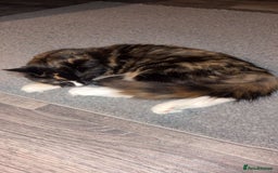 Mixed Breed cats for sale: 5month old kitten - Image 1